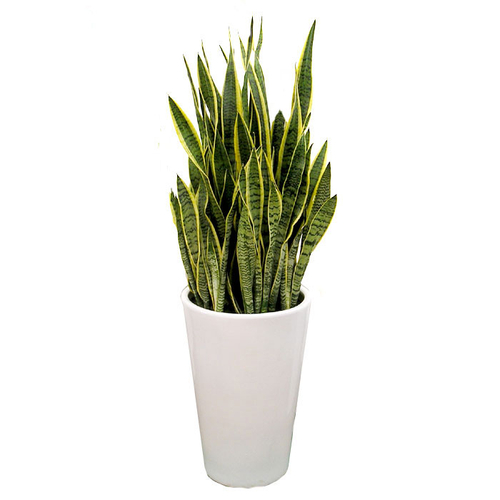 산세베리아 A형